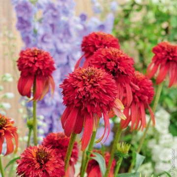 Echinacea purpurea Eccentric ou rudbeckia double