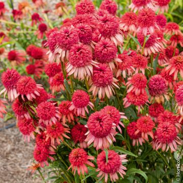 Echinacea purpurea Irresistible ou rudbeckia double