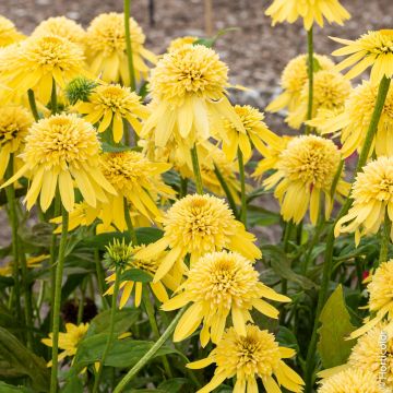 Echinacea purpurea Lemon Drop ou rudbeckia double