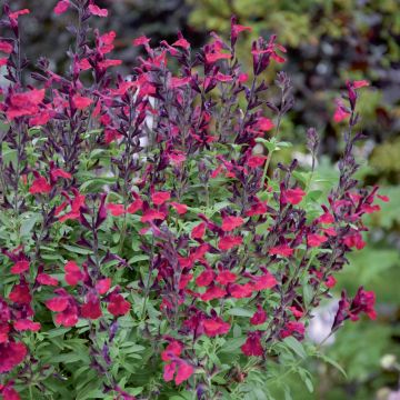 Sauge arbustive vivace ou Salvia greggii MIRAGE TM Burgundy