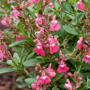 Sauge arbustive vivace ou Salvia greggii MIRAGE TM Pink