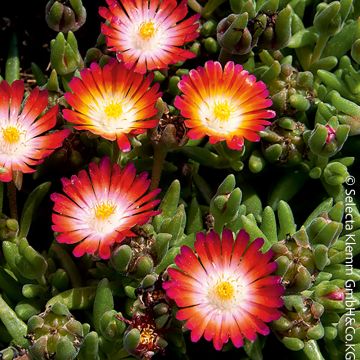 Pourpier vivace ou Delosperma LIDO ® Magenta Orange White