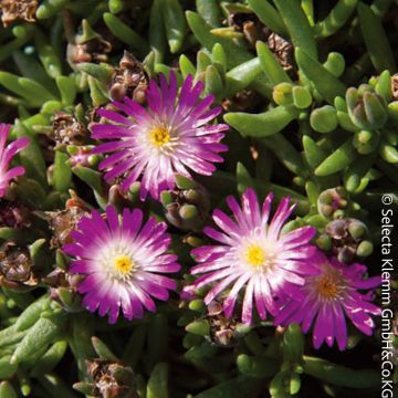 Pourpier vivace ou Delosperma LIDO ® Magenta White Eye