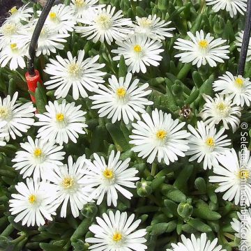 Pourpier vivace ou Delosperma LIDO ® White