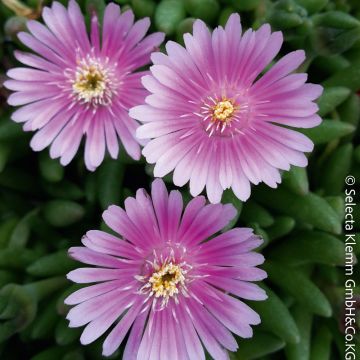 Pourpier vivace ou Delosperma LIDO ® Pink