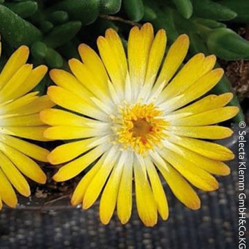 Pourpier vivace ou Delosperma LIDO ® Yellow With Eye