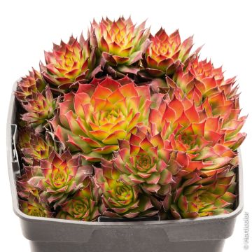 Joubarbe ou Sempervivum CHICK CHARMS ® Gold Nugget