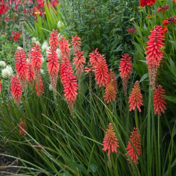 Kniphofia POCO ® Red, Tison de Satan rouge