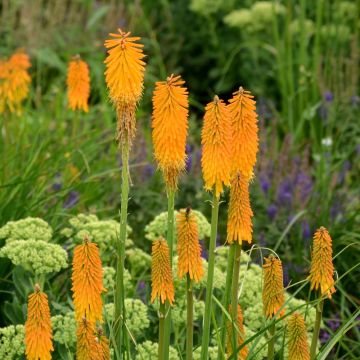 Kniphofia POCO ® Orange, Tison de Satan