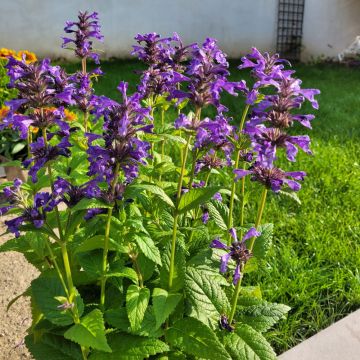 Nepeta nervosa Neptune, menthe des chats