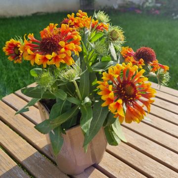 Gaillarde naine bicolore SPINTOP Copper Sun