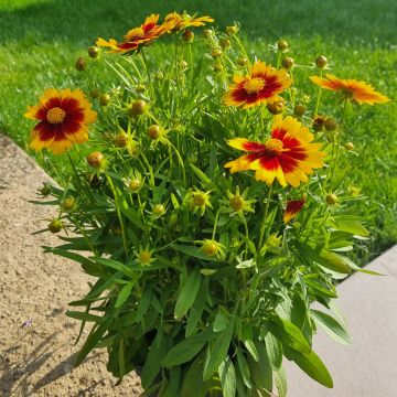 Coreopsis SOLANNA TM Bright Touch, œil de jeune fille