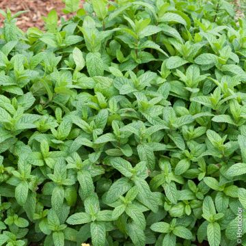 Menthe verte ou Mentha spicata ou Mentha viridis