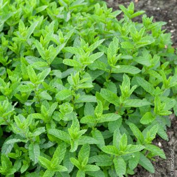 Menthe marocaine ou Mentha spicata 'Nanah'