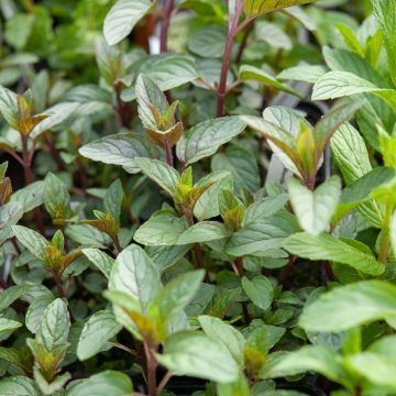 Menthe Chocolat, Mentha X piperata ‘Chocolate Mint’