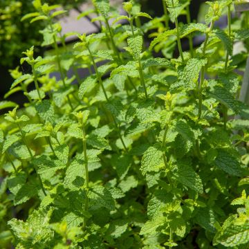 Menthe Fraise, Mentha spicata ‘Strawberry Mint’