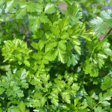 Plant de persil simple Plant de persil simple