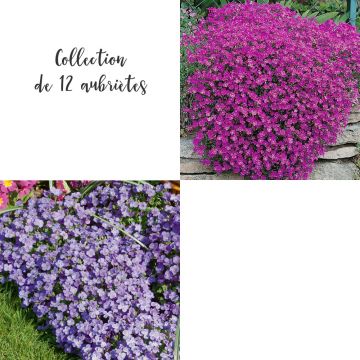 Collection de 12 aubriètes