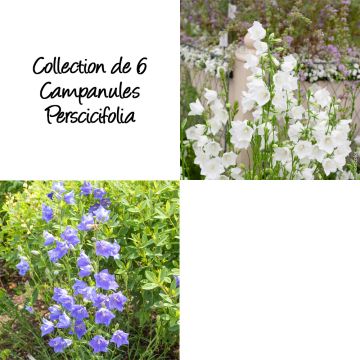 Collection de 6 Campanules Perscicifolia