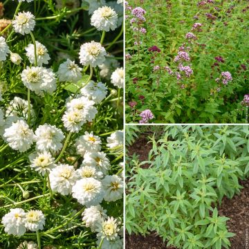 Lot de plantes pour infusions