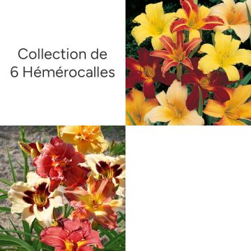 Collection de 6 Hémérocalles