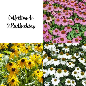 Collection de 9 Rudbeckias