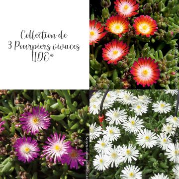 Collection de 3 Pourpiers vivaces Delosperma LIDO ® 