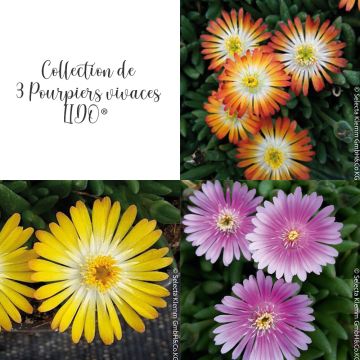 Collection de 3 Pourpiers vivaces Delosperma LIDO ® 