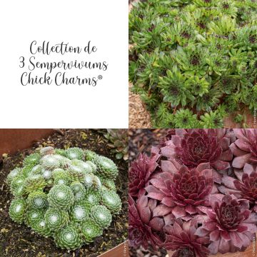 Collection de 3 Joubarbes Sempervivum CHICK CHARMS ®