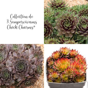 Collection de 3 Joubarbes Sempervivum CHICK CHARMS ® 