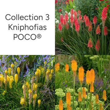 Collection 3 Tisons de Satan, kniphofias POCO ® 