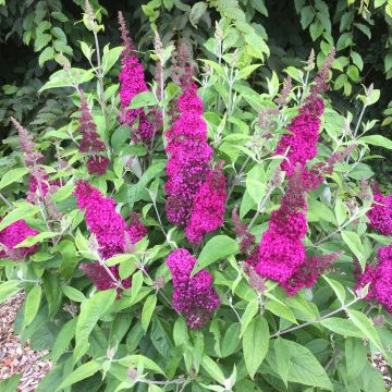 Arbre à papillons, buddleia ou Buddleja davidii Funky Fuchsia TM ‘Piibd-II’