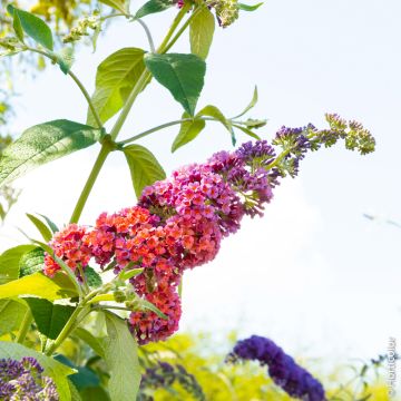 Buddleia Flower Power