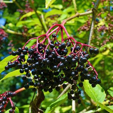 Sambucus Nigra ou Sureau Noir
