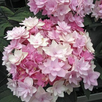Hortensia ou Hydrangea macrophylla YOU & ME® Romance RIE 09