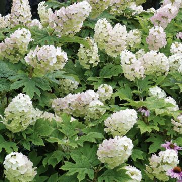 Hortensia quercifolia