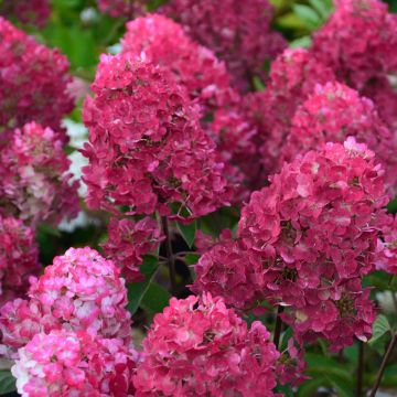 Hortensia paniculé ou Hydrangea paniculata FRAMBOISINE ® Rensam