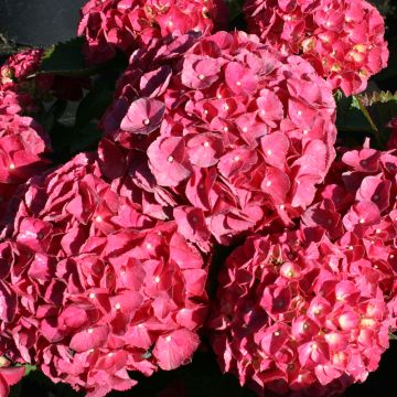 Hortensia ou Hydrangea macrophylla Red EVER BELLES ® Hortmalegretto