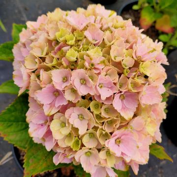 Hortensia ou Hydrangea macrophylla Pink EVER BELLES ® Hokomaplico