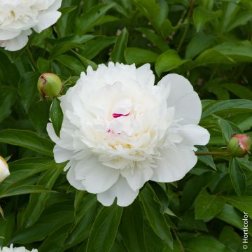 Pivoine lactiflora hybride Festiva Maxima