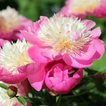 Pivoine lactiflora Ceres Bowl of Beauty Meilland Richardier