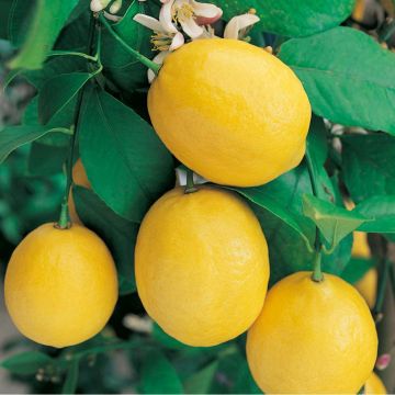 Citronnier Citrus limon Meyer