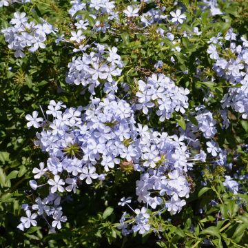 Plumbago du Cap