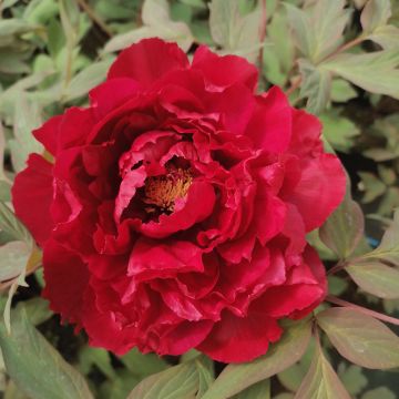 Pivoine arbustive ou Paeonia suffruticosa Houkibeni