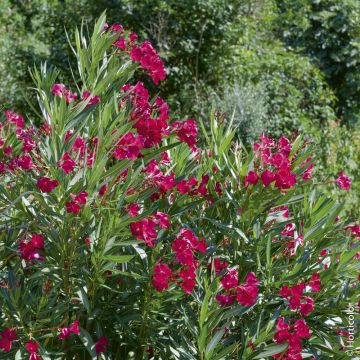 Laurier-rose ou Nerium oleander Émile Sahut