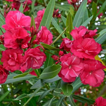 Laurier-rose ou Nerium oleander Commandant Barthélémy