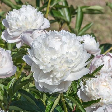 Pivoine arbustive blanche Xue Ta