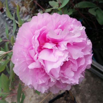 Pivoine arbustive rose Ling Hua Zhang Lu