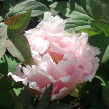 Pivoine arbustive rose Kasuga