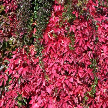 Vigne vierge ou Parthenocissus Quinquefolia